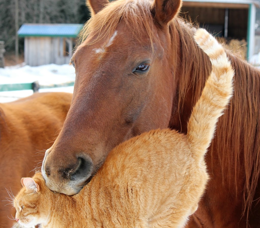 A & R Country Kennel | 98 Stringer Rd, McArthurs Mills, ON K0L 2M0, Canada | Phone: (613) 332-6232