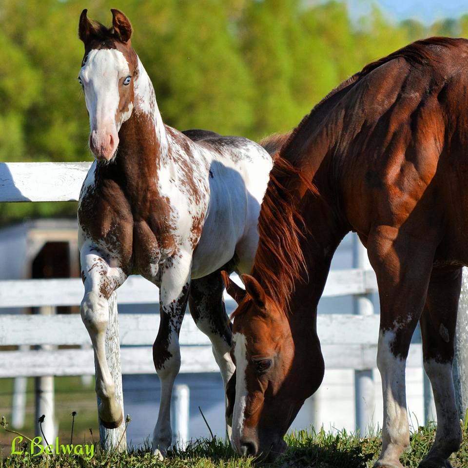 Eagle Hill Equine | Range Rd 42, Eagle Hill, AB T0M 1C0, Canada | Phone: (403) 556-1195