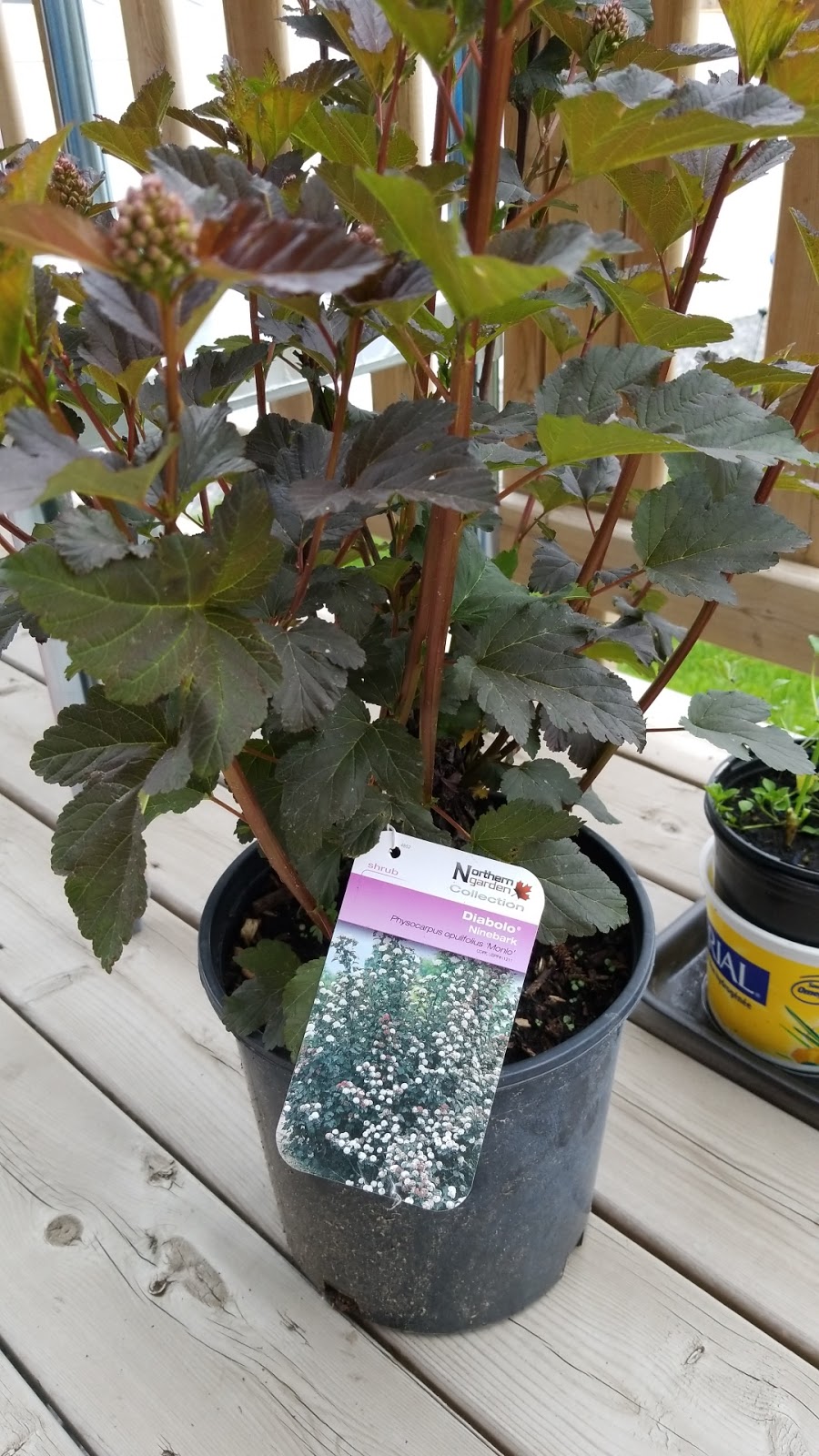 Green Acres Greenhouse | 400067 AB-761, Leslieville, AB T0M 1H0, Canada | Phone: (403) 729-2585