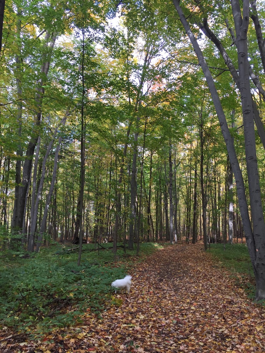 Thornhill Woods Park | 289 Thornhill Woods Dr, Thornhill, ON L4J 8Y5, Canada | Phone: (905) 326-8626