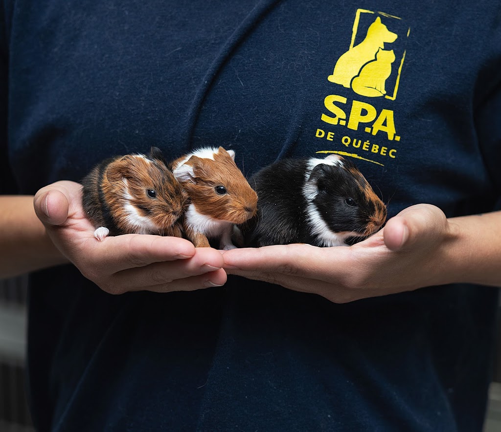 SPA de Québec | 1130 Av. Galilée, Québec, QC G1P 4B7, Canada | Phone: (418) 527-9104