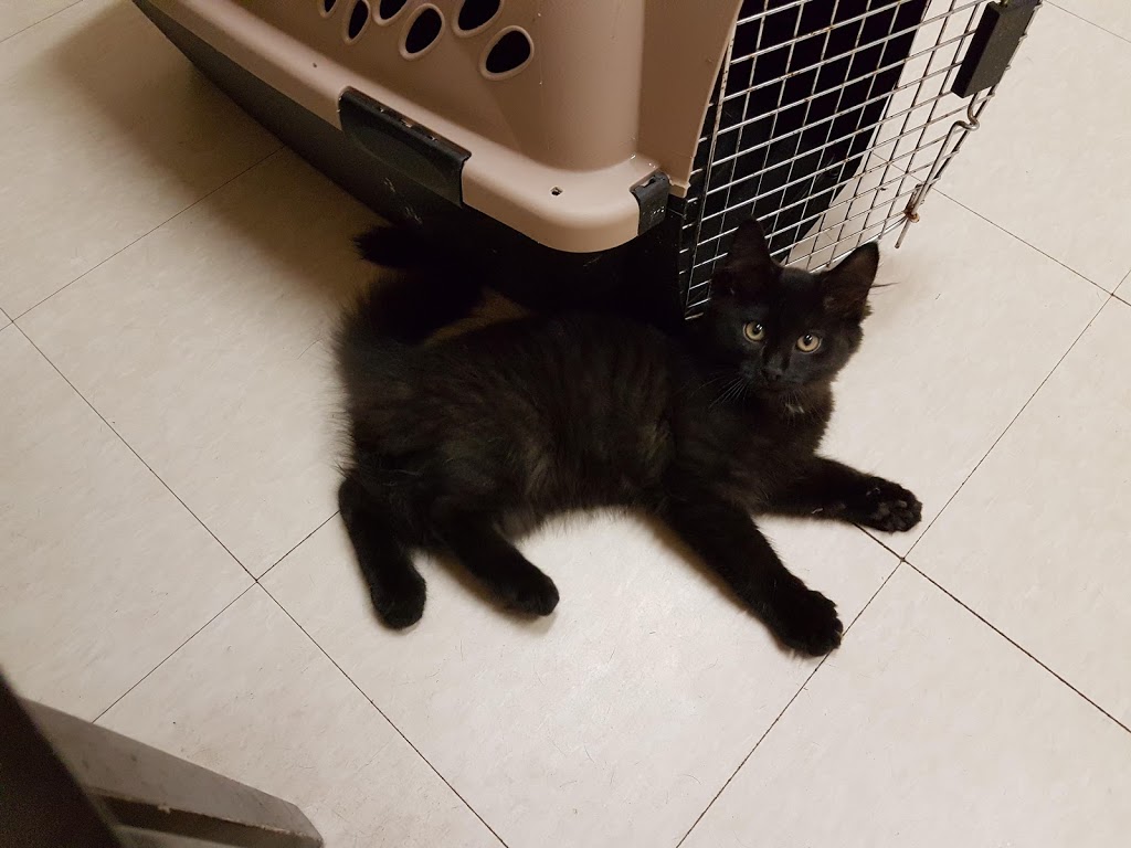 Complete Care Hospital for Pets | 3288 Highway 7, Lake Echo, NS B3E 1C6, Canada | Phone: (902) 281-2273