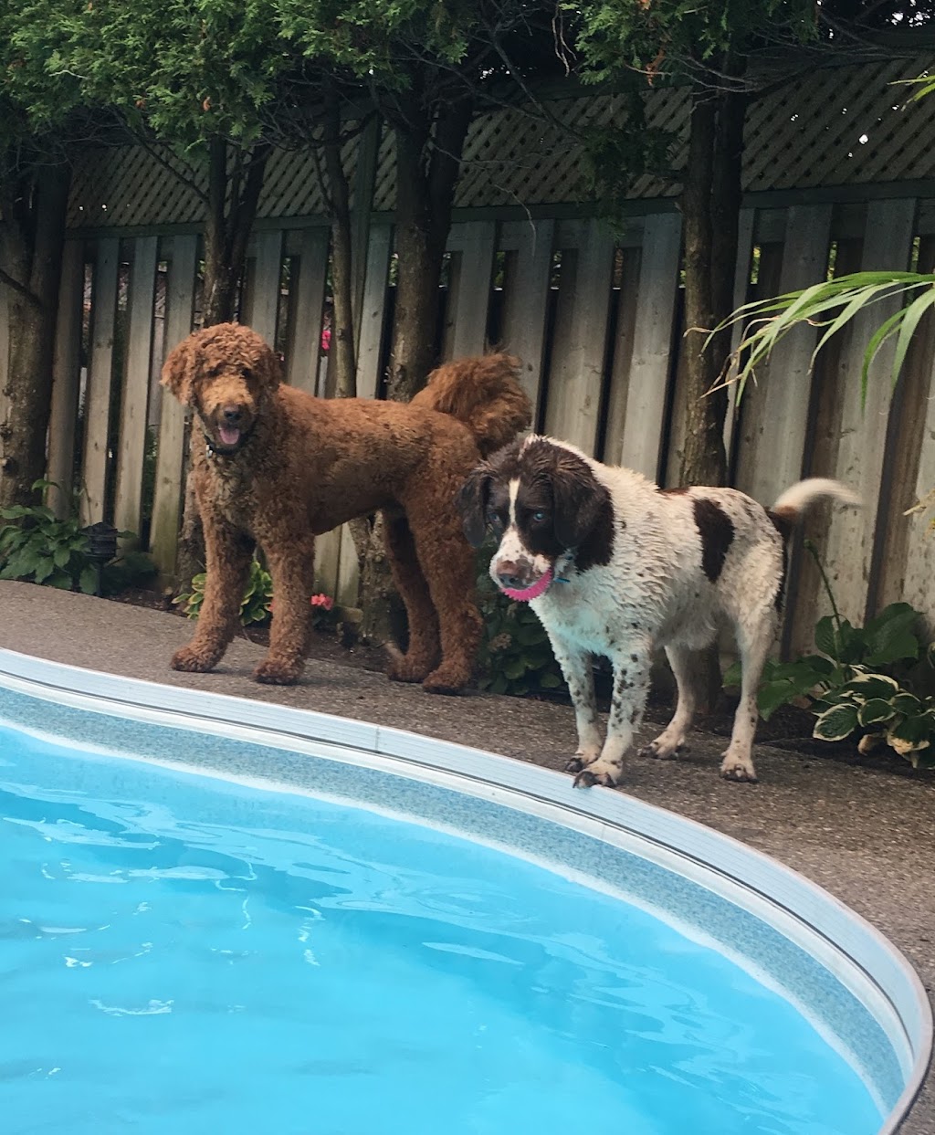 Ravenswood Dog Sitters | 369 Aurora Crescent, Burlington, ON L7N 2B1, Canada | Phone: (647) 702-0046