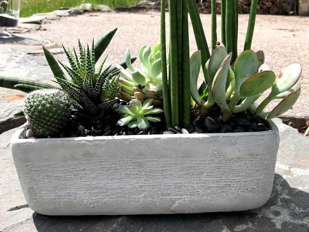 Plant It Modern | 338 Ave E, Foothills No. 31, AB T1S 5N8, Canada | Phone: (403) 669-4651
