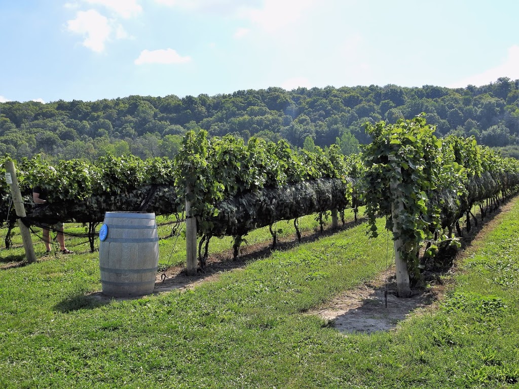 Niagara College Teaching Winery | 135 Taylor Rd, Niagara-on-the-Lake, ON L0S 1J0, Canada | Phone: (905) 641-2252 ext. 4070