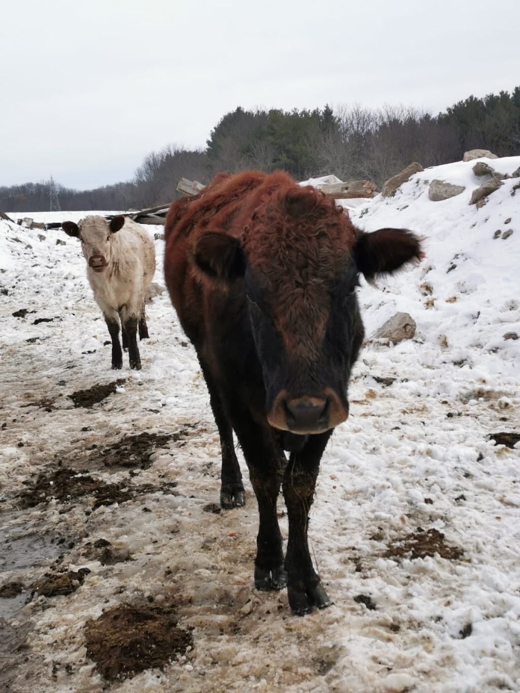 McSmiths Organic Farm | 42828 Shorlea Line, St Thomas, ON N5P 3T1, Canada | Phone: (519) 631-0279