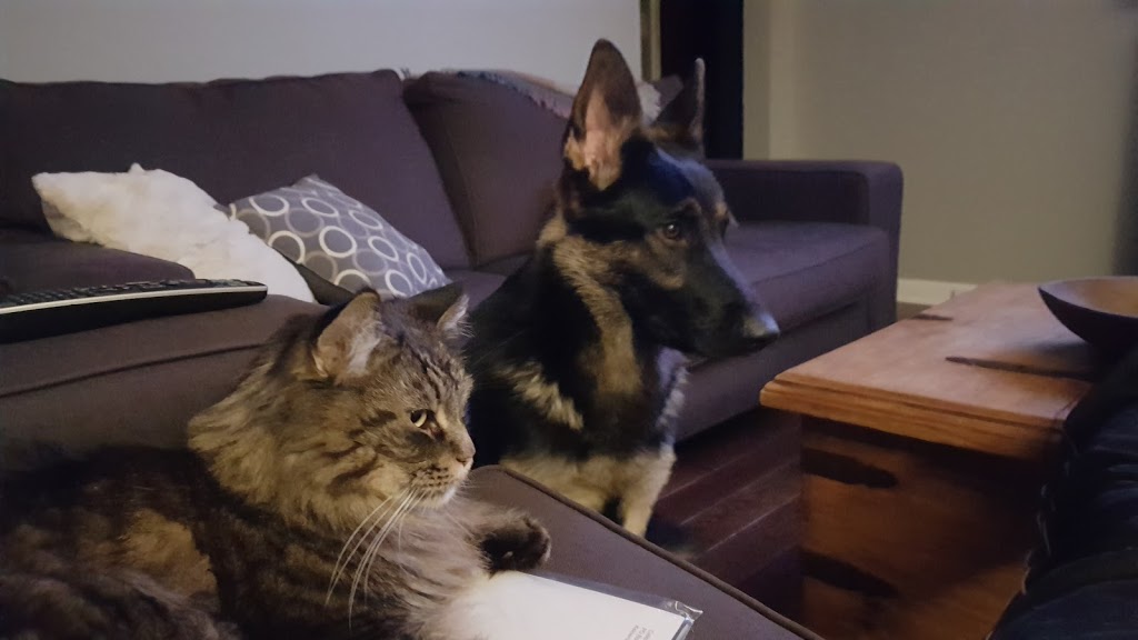 Von Rothhaus German Shepherds | 45421 Spencetown Rd, Fordwich, ON N0G 1V0, Canada | Phone: (519) 291-8222