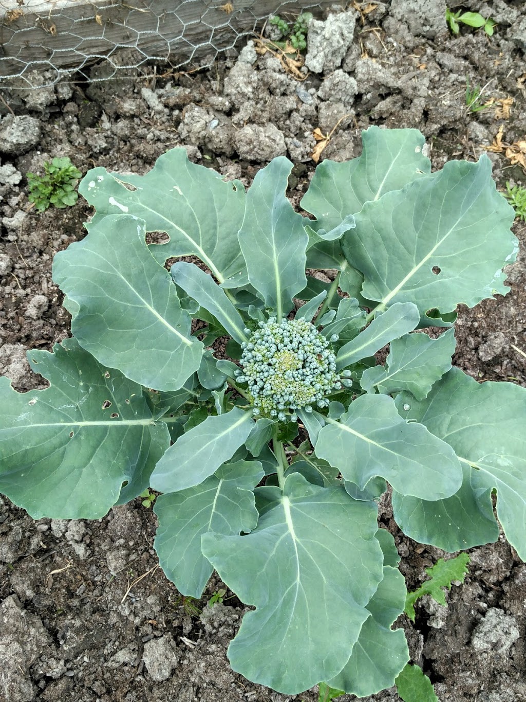 Abbotsford Community Garden | 1786 Angus Campbell Rd, Abbotsford, BC V3G 2E2, Canada