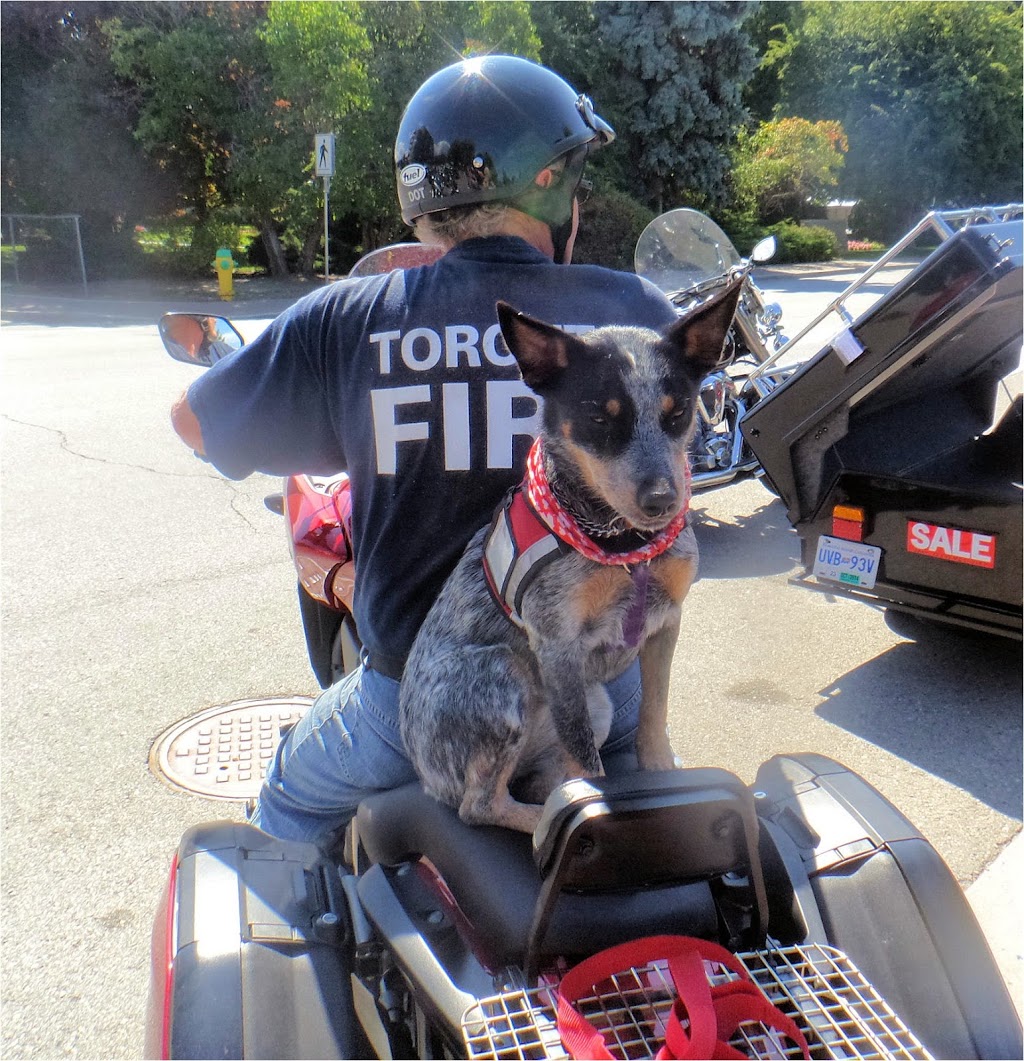 Mutts and Motorcycles - Motorcycle, Sled and Atv Service Pentict | 533 Nelson Ave, Penticton, BC V2A 2L2, Canada | Phone: (403) 880-6994