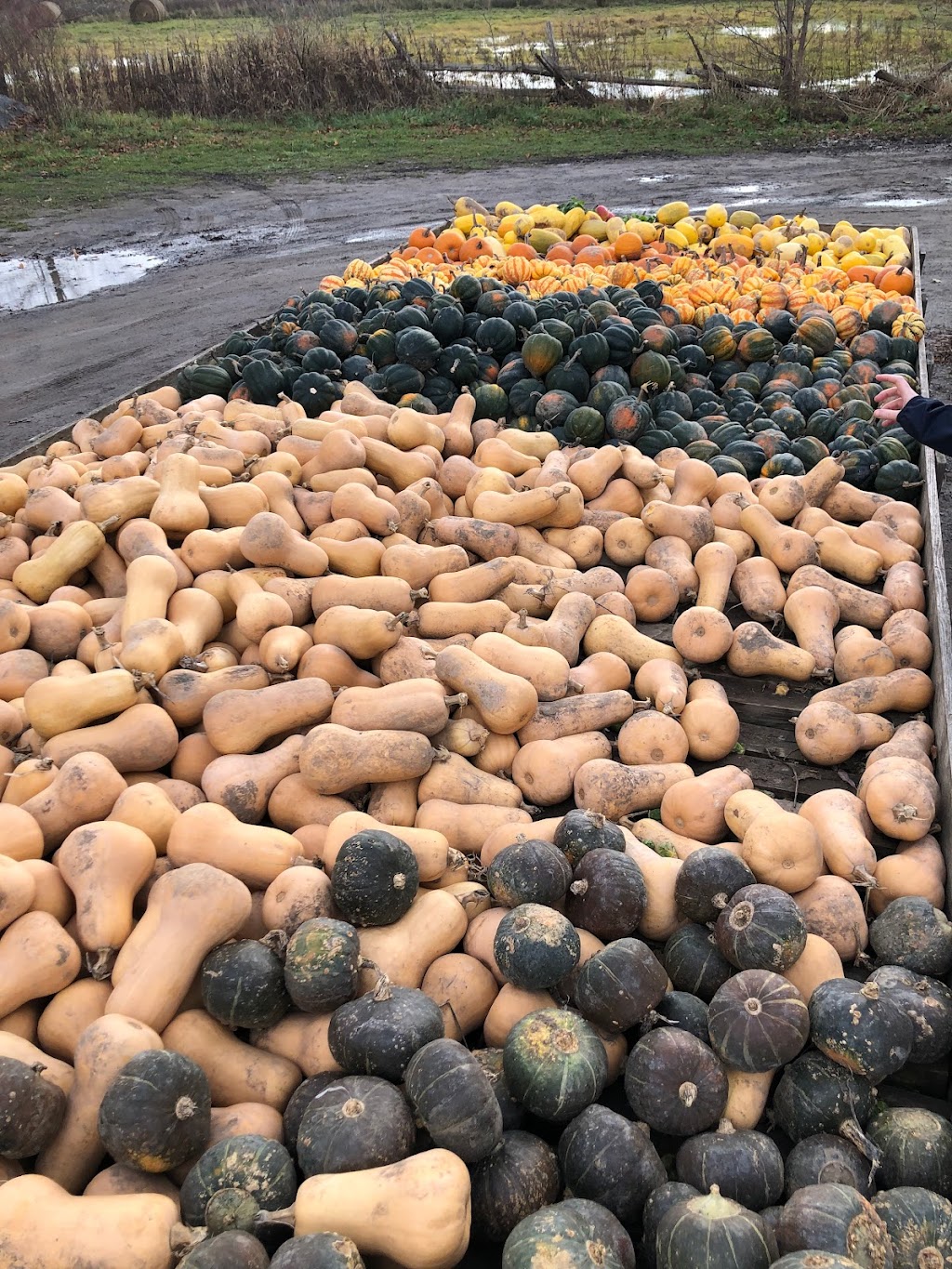 Van Grootheest Farm | 48 Stanley St, Bloomfield, ON K0K 1G0, Canada | Phone: (613) 393-2077