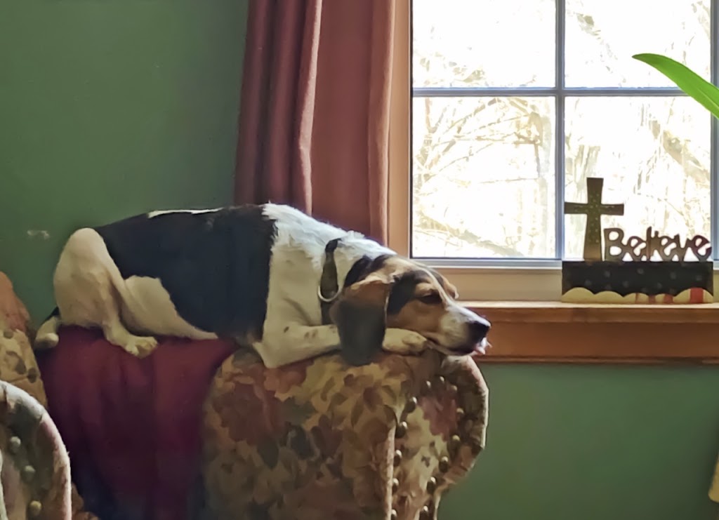 Oshawa Dog Club | 3015 Ritson Rd N, Oshawa, ON L1H 0P7, Canada | Phone: (289) 645-4040