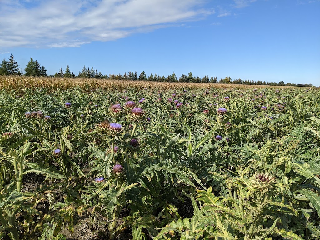 Farm La Fille du Roy | 1920 Rang St.-Simon, Sainte-Madeleine, QC J0H 1S0, Canada | Phone: (450) 795-3579