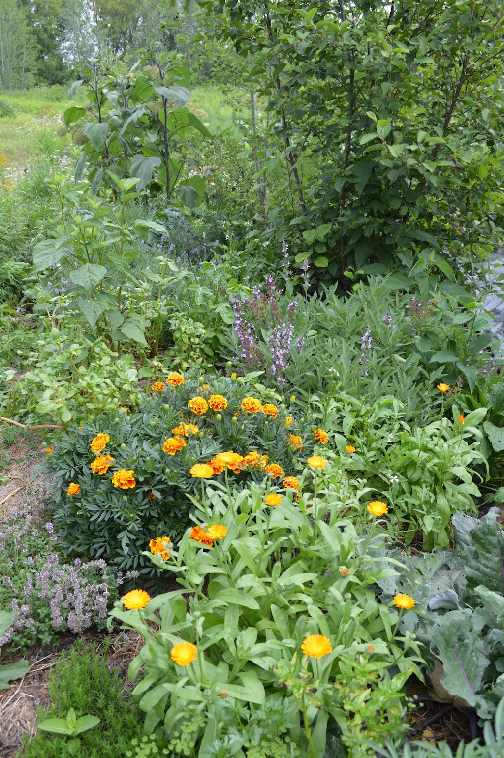 Living Landscapes | 9 Brubacher St, Baden, ON N3A 2V2, Canada | Phone: (705) 313-4769