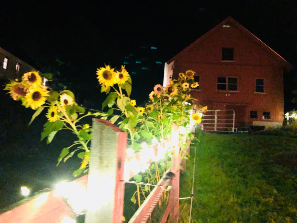 Wooly Buggah Barn | 182 Center Pond Rd, West Burke, VT 05871, USA | Phone: (802) 535-2200