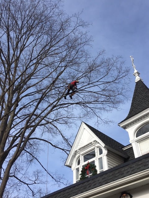 King Tree Service | 19 Dianne Ave, Cambridge, ON N1S 3J4, Canada | Phone: (519) 620-7165