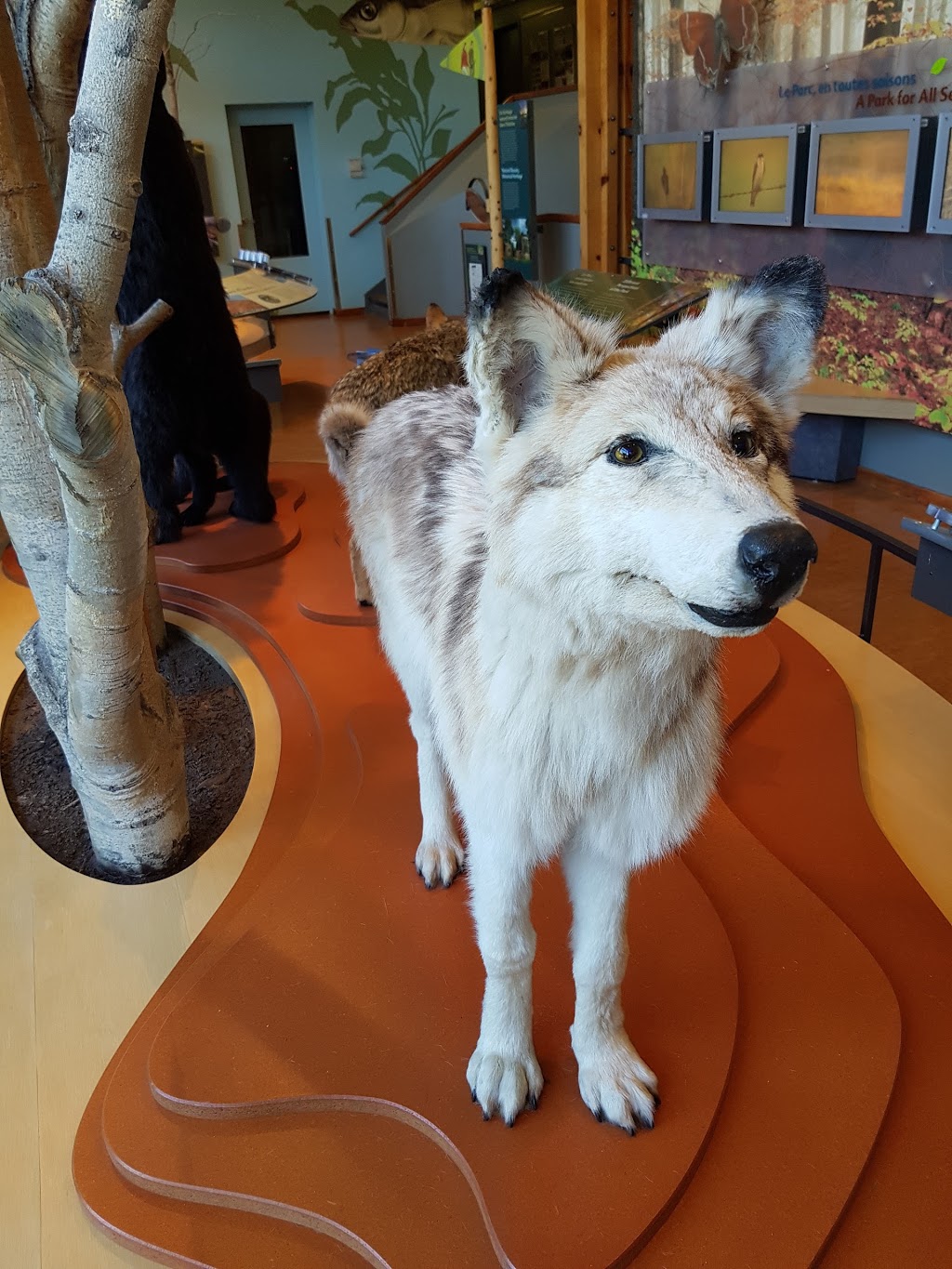 Gatineau Park Visitor Centre | 33 Chemin Scott, Chelsea, QC J9B 1R5, Canada | Phone: (819) 827-2020