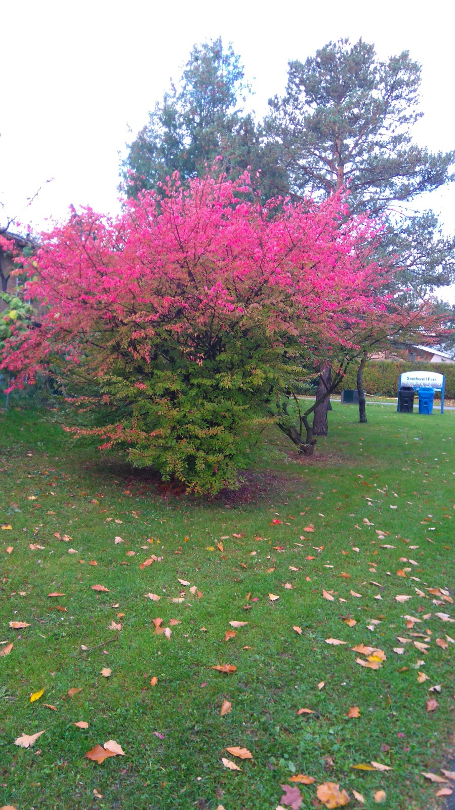 Southwell Park | Southwell Park, 25 Southwell Dr, North York, ON M3B 2N8, Canada | Phone: (416) 338-4386