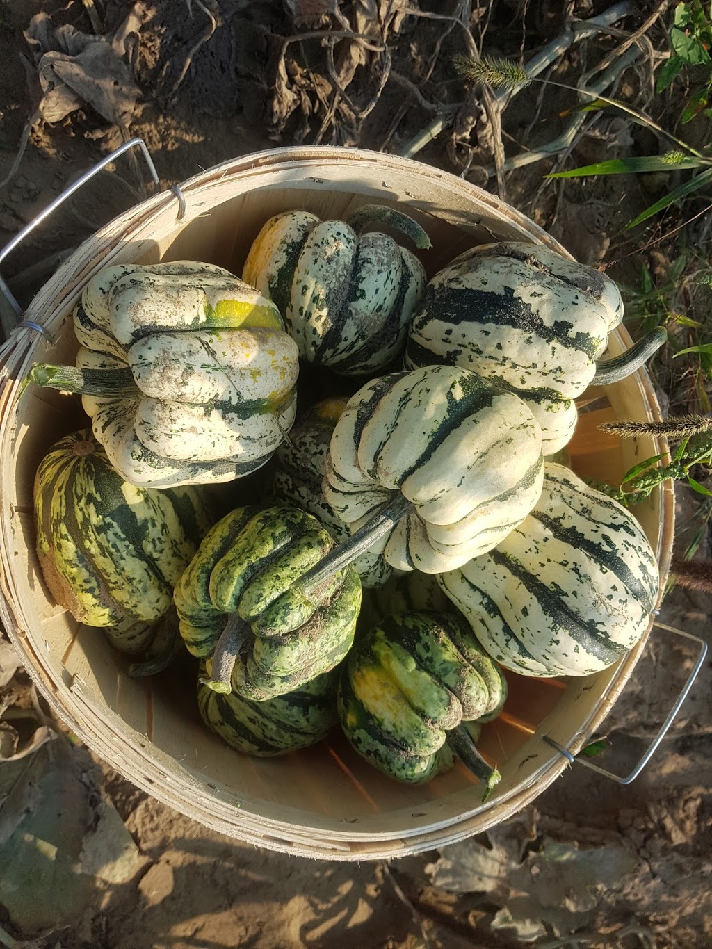 Tindall Farm & Market | 13669 Durham Regional Rd 1, Uxbridge, ON L9P 1R2, Canada | Phone: (416) 805-6760