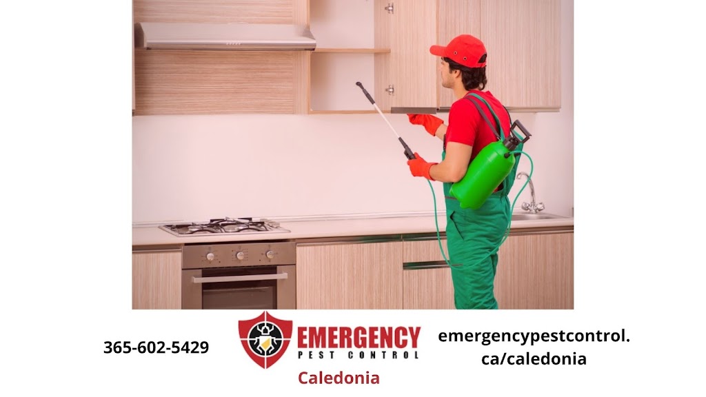 Caledonia Emergency Pest Control | 43 Arnold Marshall Blvd, Caledonia, ON N3W 0B3, Canada | Phone: (907) 781-7520