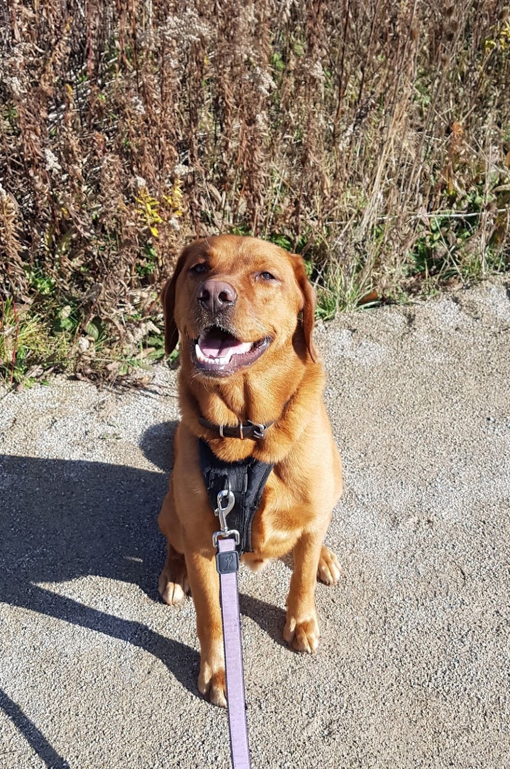 elmira dog walking | 92 Raising Mill Gate, Elmira, ON N3B 3N7, Canada | Phone: (519) 830-7848