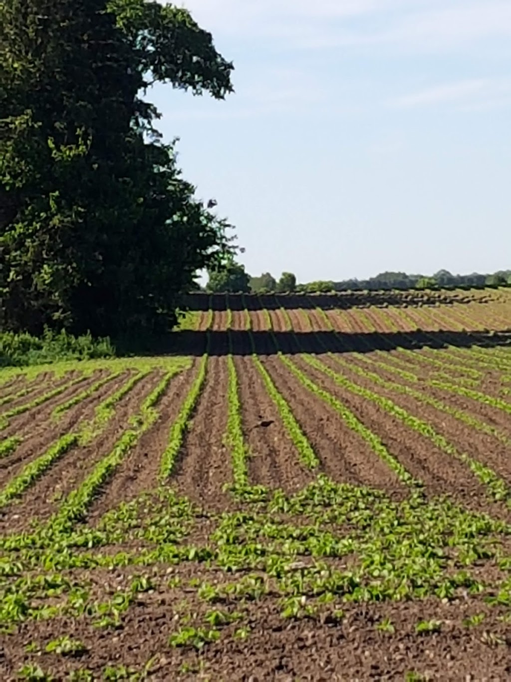 Kukielka produce | 100 Windham Road 6, La Salette, ON N0E 1H0, Canada | Phone: (519) 427-8821