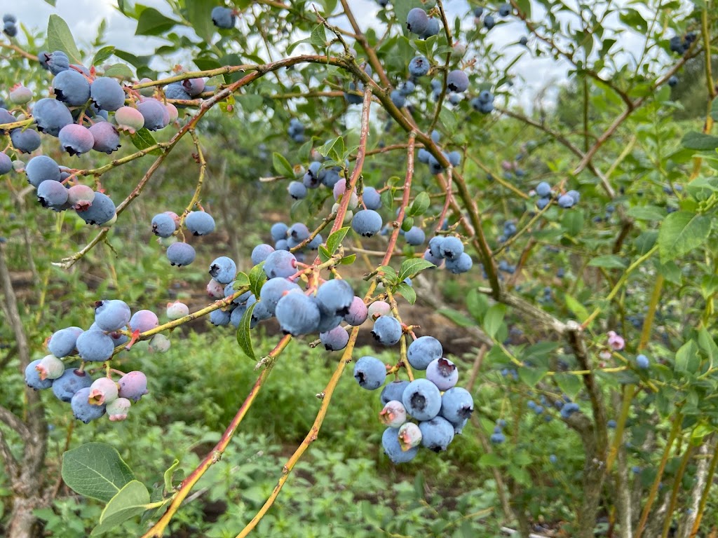 Mangat farms garlic and U-pick blueberries | 17327 32 Ave, Surrey, BC V3S 0L5, Canada | Phone: (778) 240-5044