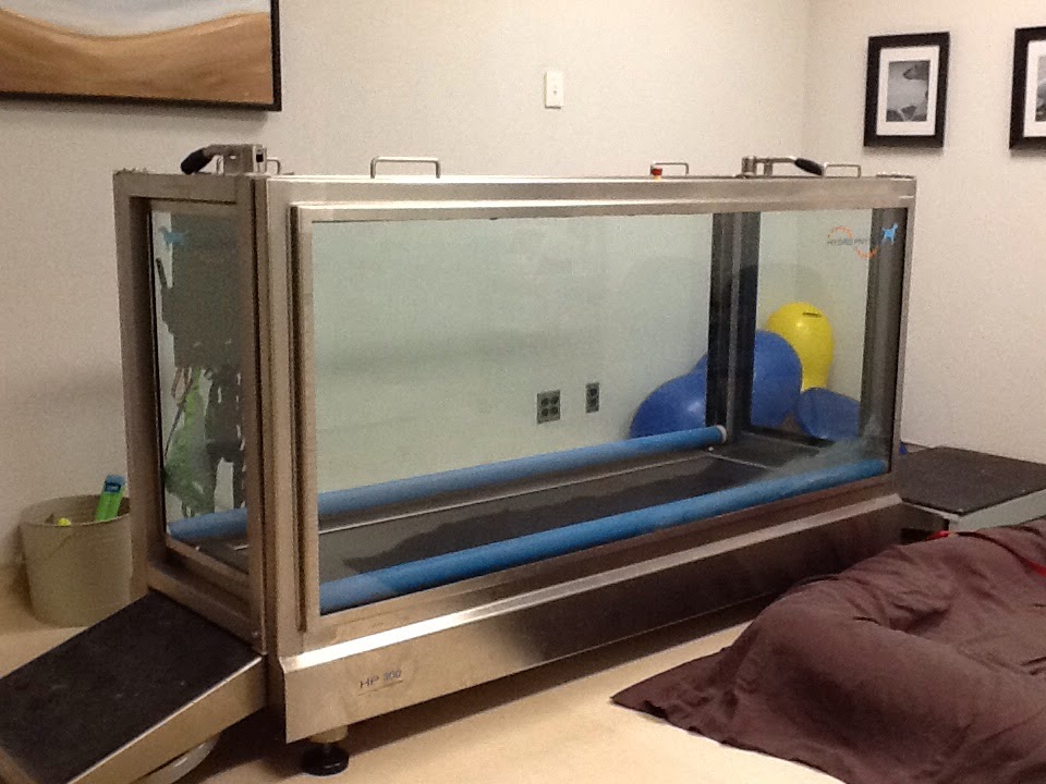 Loyalist Veterinary Hospital | 360 Bell Blvd, Belleville, ON K8P 5H8, Canada | Phone: (613) 966-2519