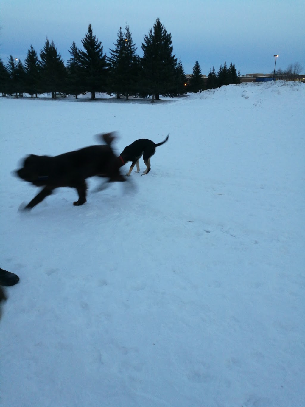 Technologie Dog Park | 200 Boulevard de la Technologie, Gatineau, QC J8Z 3H8, Canada