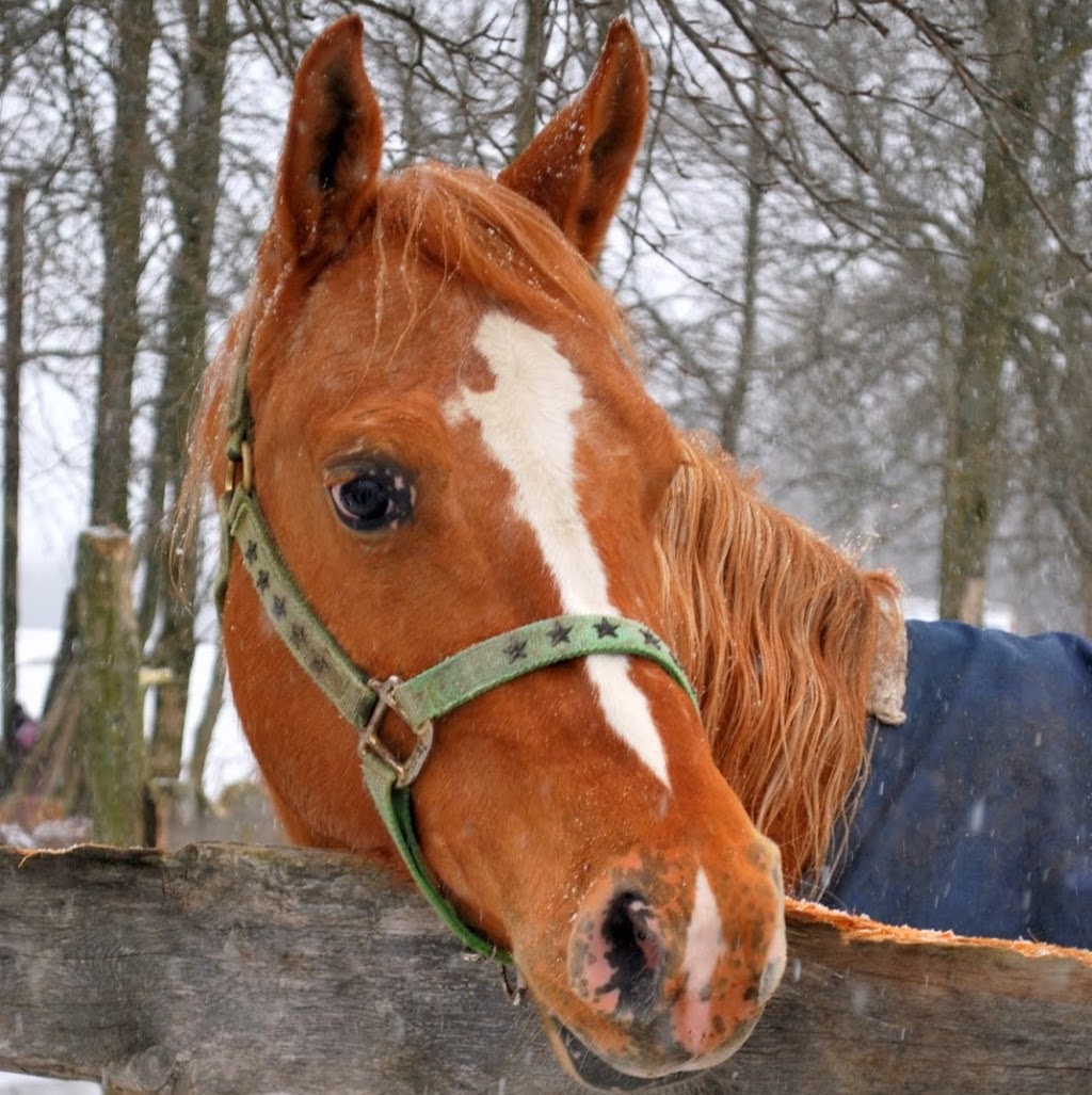 Rivendell Equine Hospital | 8330 County Rd 27, Lisbon, NY 13658, USA | Phone: (315) 250-5938