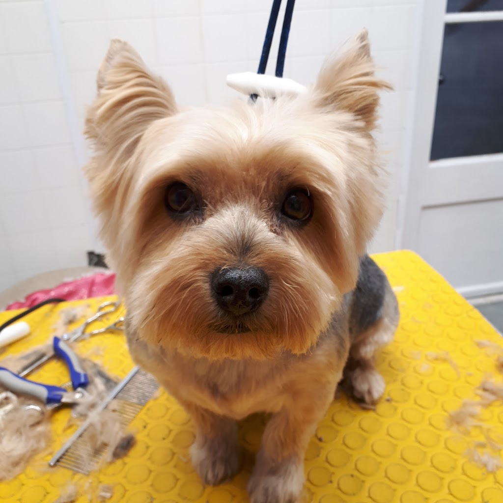 Chic Chat Chien - Toilettage Boucherville | 69 Rue François-Gauthier, Boucherville, QC J4B 4N5, Canada | Phone: (438) 934-8015