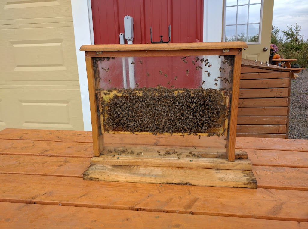 Vista Bella Farm | 2859 Malagash Rd, Malagash, NS B0K 1E0, Canada | Phone: (902) 257-2288