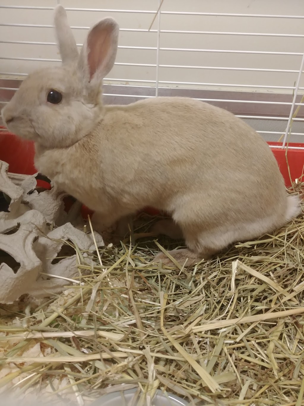 Ottawa Humane Society | 245 W Hunt Club Rd, Nepean, ON K2E 1A6, Canada | Phone: (613) 725-3166