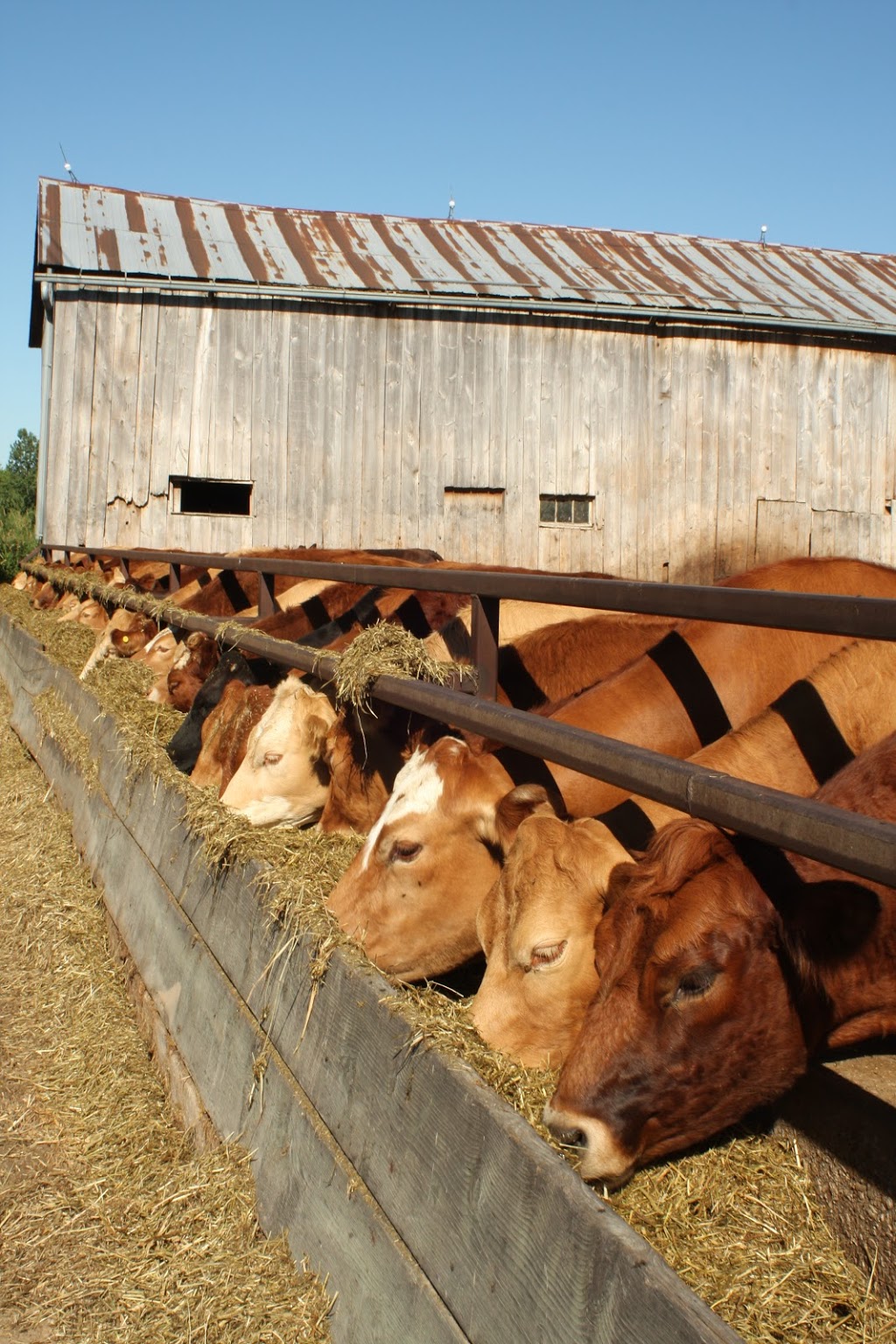 Faul Farms 1180 Wrigley Rd, Ayr, ON N0B 1E0, Canada