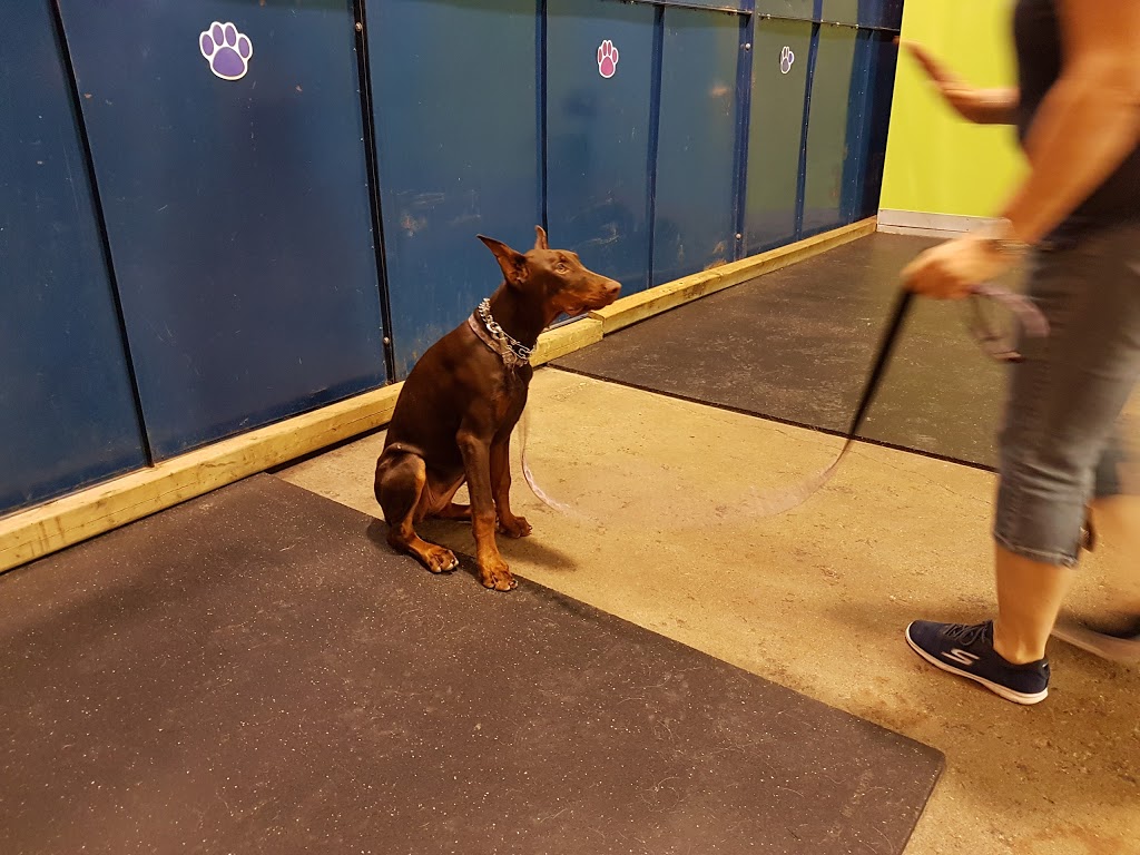 Bold Canine | 9609 Sideroad 17, Erin, ON N0B 1T0, Canada | Phone: (519) 833-0800