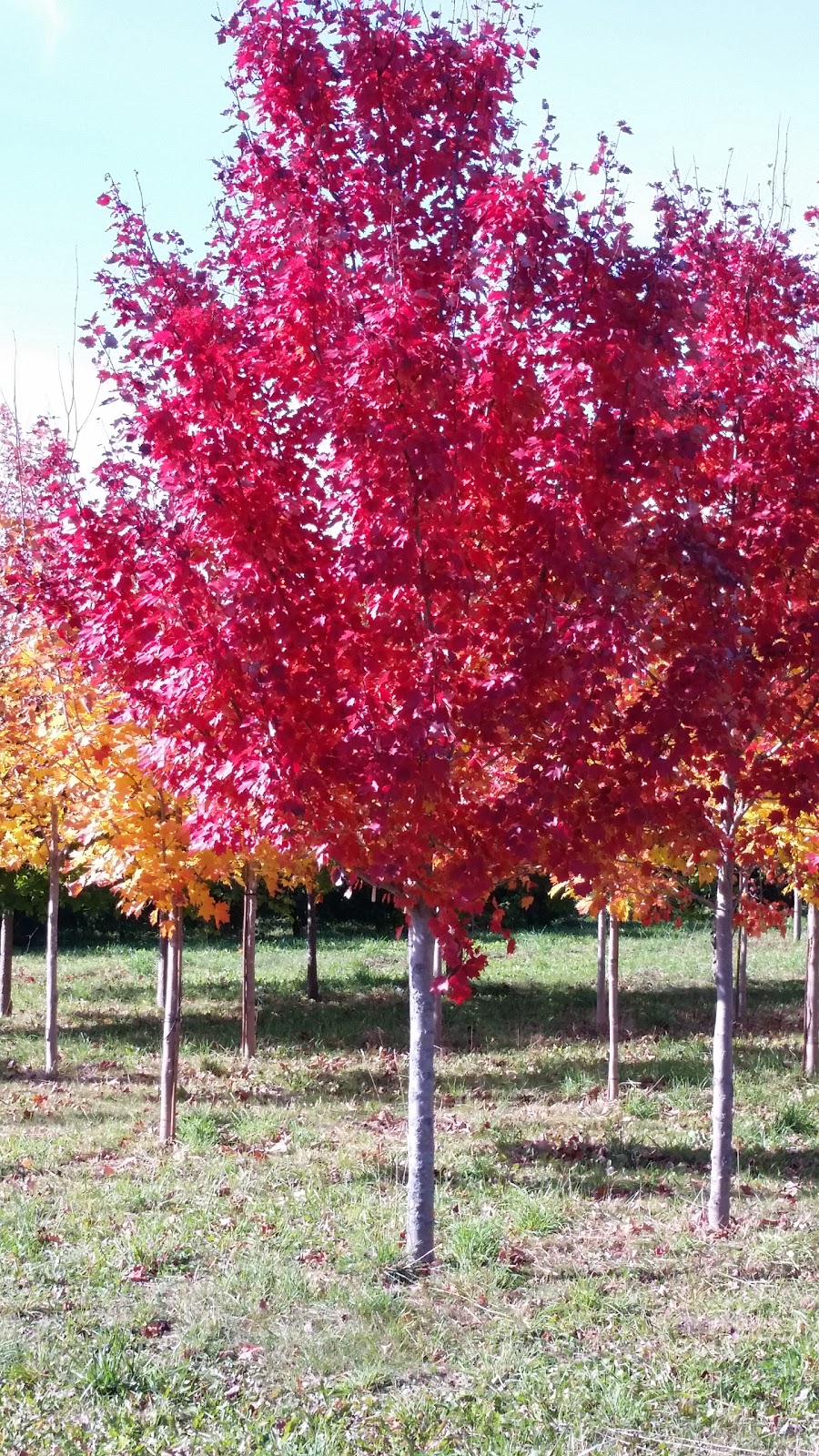 VanBeeks Nursery & Garden Centre | 68 Rd, Ingersoll, ON N5C 3J5, Canada | Phone: (519) 485-3081