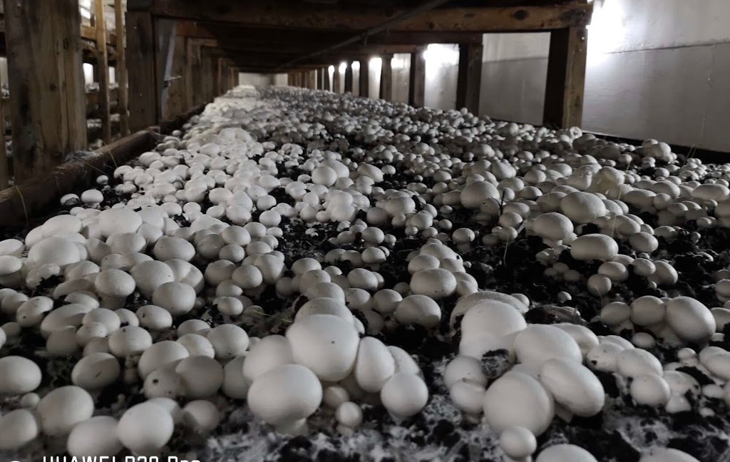 Farmers Fresh Mushrooms | 3555 Ross Rd, Abbotsford, BC V4X 1T1, Canada | Phone: (604) 857-5610