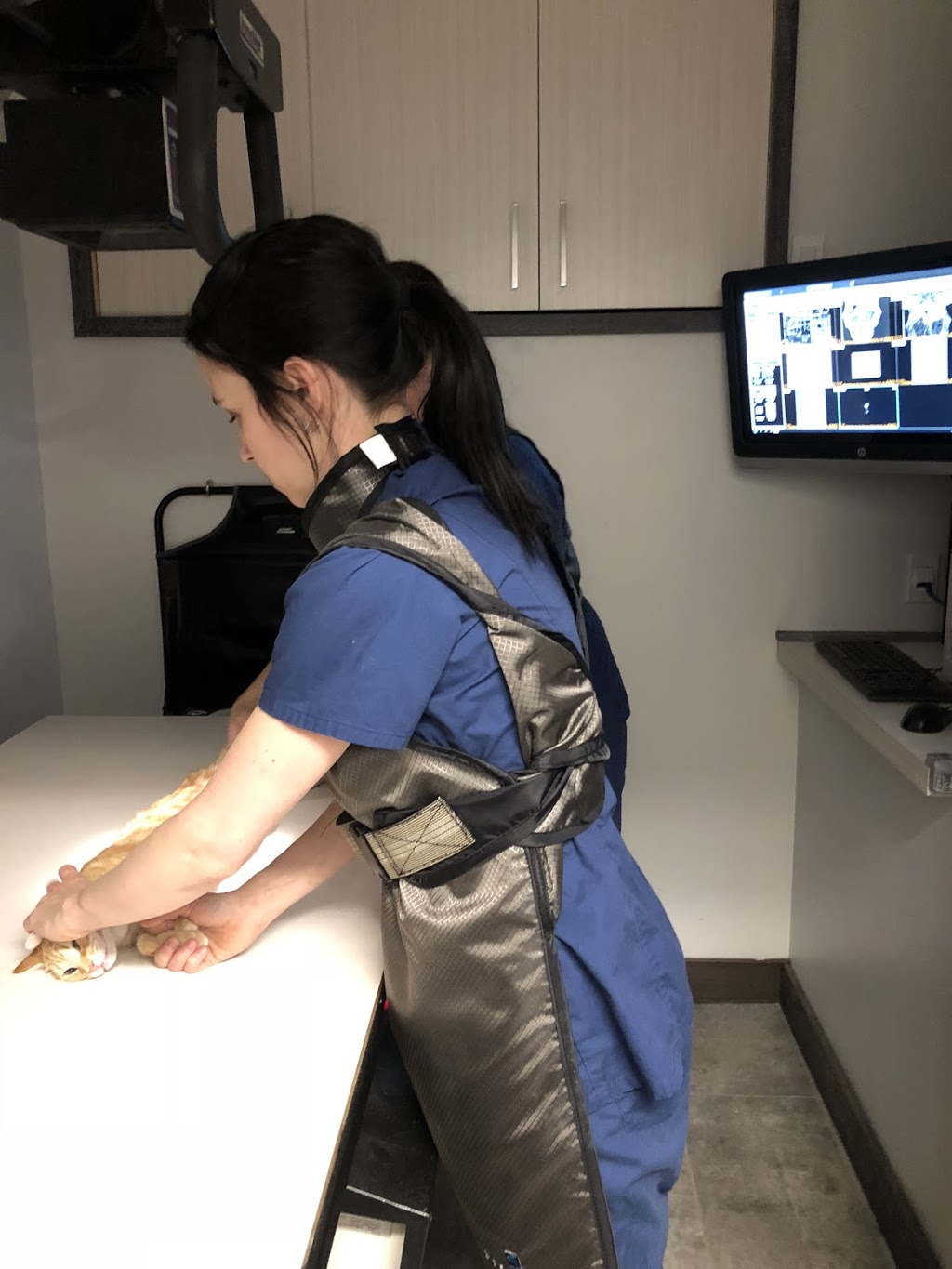 Clinique vétérinaire Bedford inc. | 31 Rue Principale, Bedford, QC J0J 1A0, Canada | Phone: (450) 248-0101