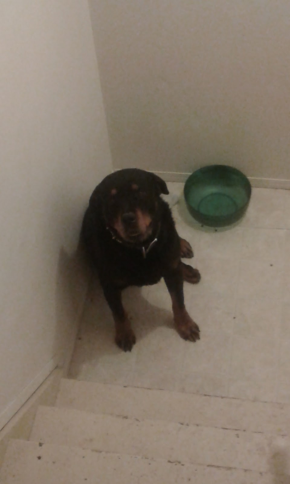 Rottweiler inc | 87 Berkshire Close NO, Calgary, AB T3K 1Z2, Canada | Phone: (403) 608-5614