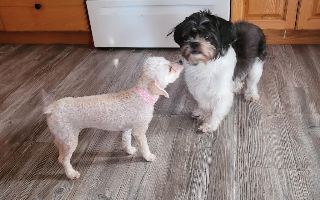 Sisters Doggy Daycare & Boarding | Grattan Rd, Sainte-Anne-de-Kent, NB E4S 1B5, Canada | Phone: (506) 521-0649