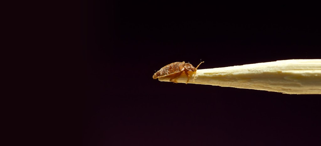 Bed Bug Authority Canada | 53 Nadia Pl, Oakville, ON L6H 1K1, Canada | Phone: (416) 951-0383