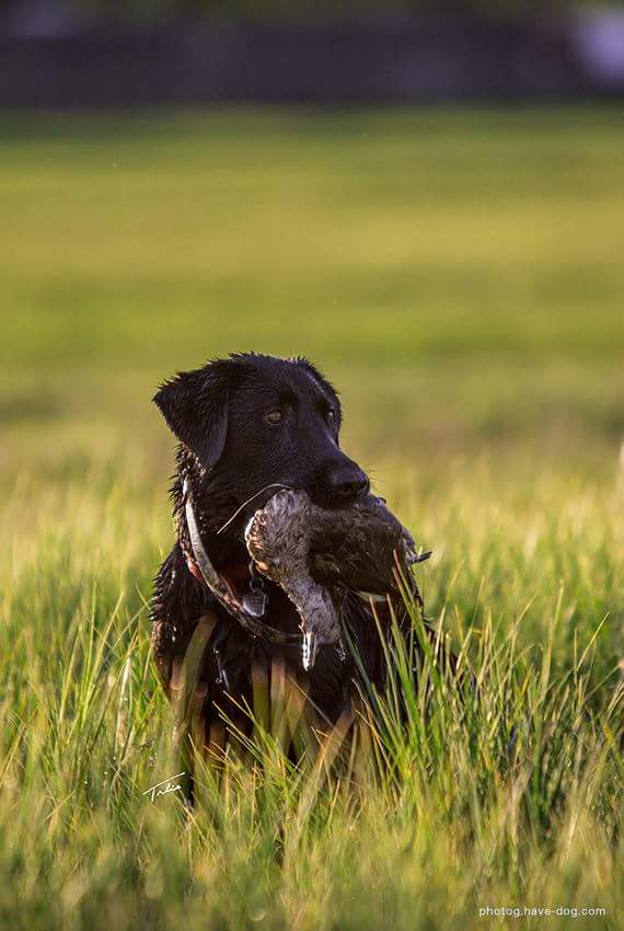 Ultimategundog | RR270, Cayley, AB T0L 0P0, Canada | Phone: (403) 422-4883