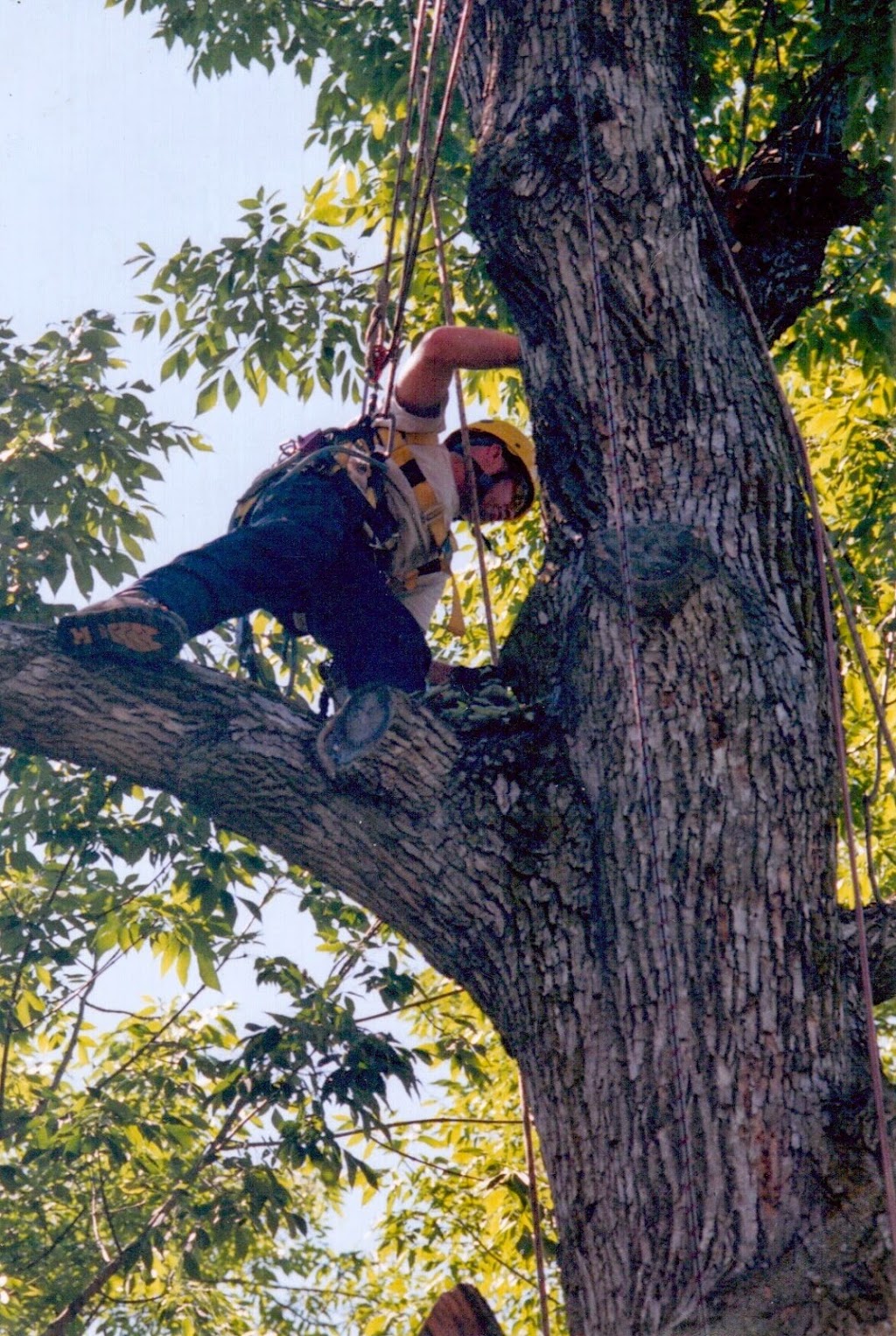 Simon Létourneau Arboriculteur | 229 Rue Taillon O, Saint-Basile-le-Grand, QC J3N 1E5, Canada | Phone: (450) 653-0238