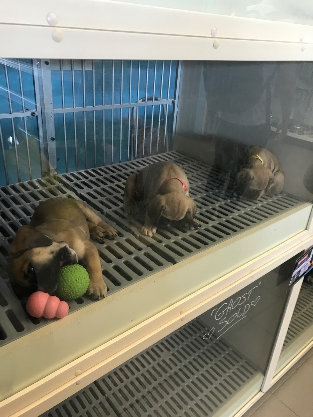 Doogans Pet Centre | 400 Bayfield St, Barrie, ON L4M 5A1, Canada | Phone: (705) 727-0182