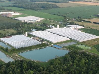 Rosa Flora Limited | 717 Diltz Rd, Dunnville, ON N1A 2W2, Canada | Phone: (905) 774-8044