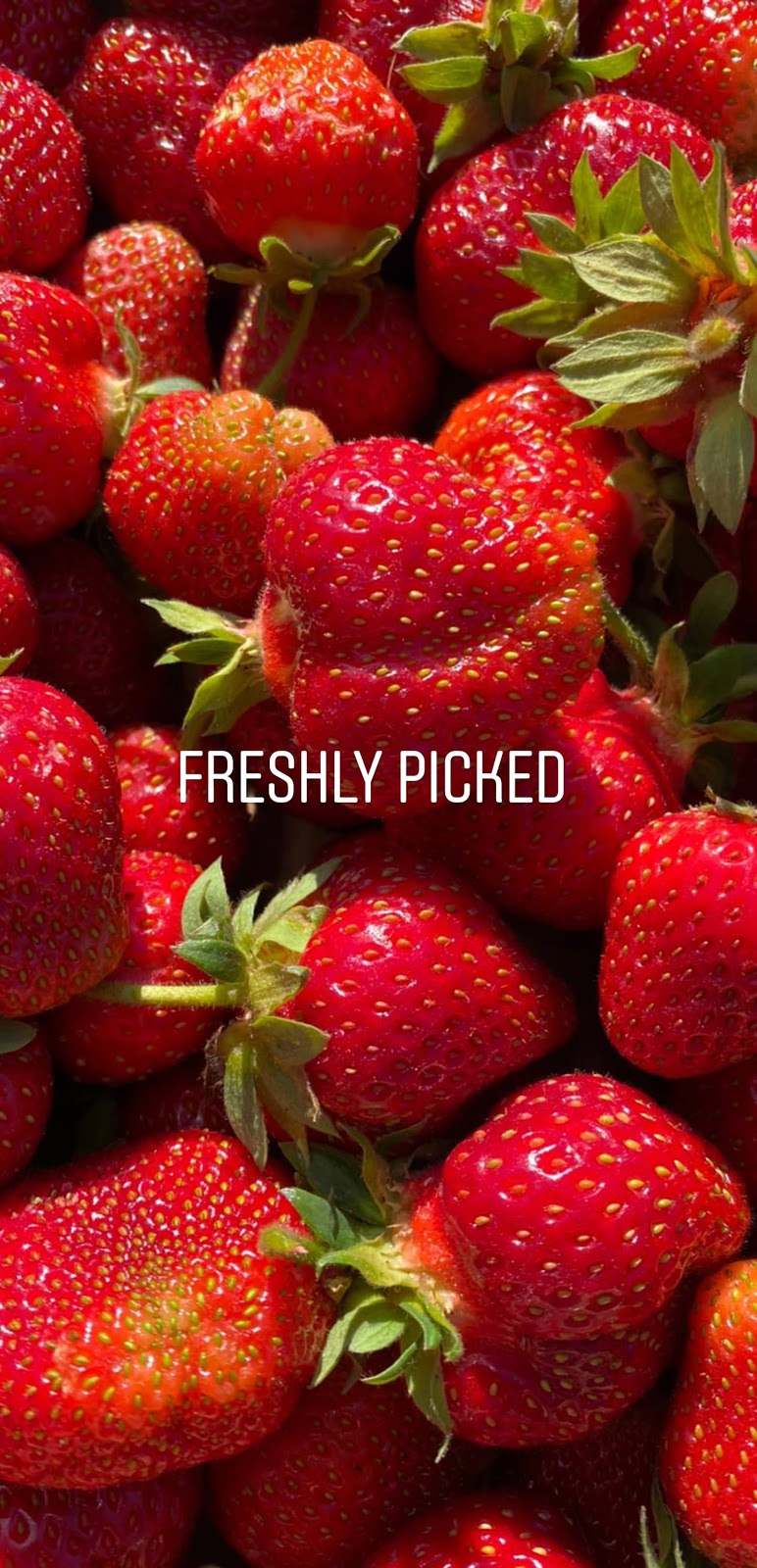 Armstrong Farm Co. | 4544 Salmon River Rd, Armstrong, BC V0E 1B4, Canada | Phone: (250) 938-5016