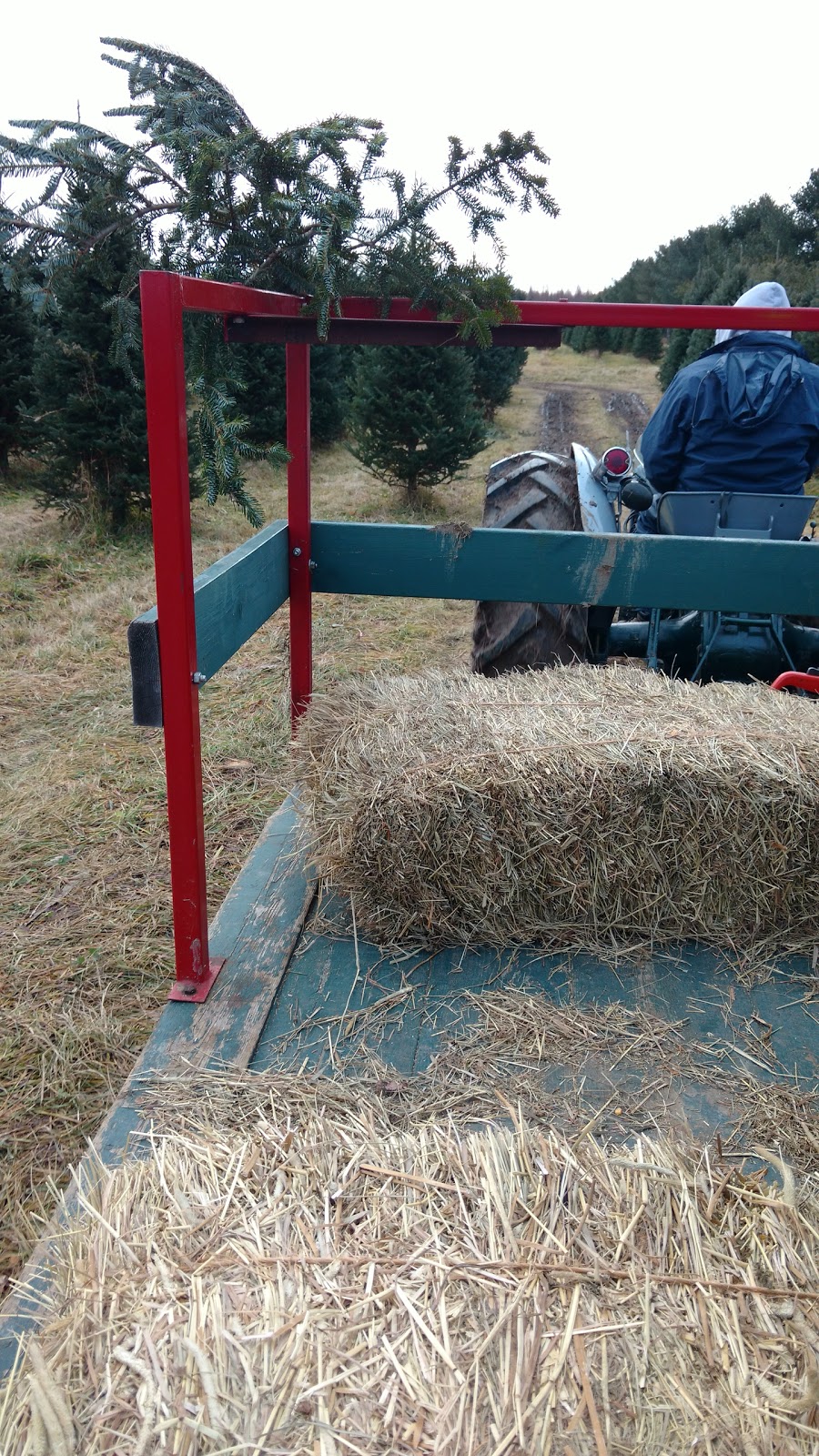 Hadley Christmas Trees / Arbres de Noël | 1600 Chem. Vide Sac, Lachute, QC J8H 2C5, Canada | Phone: (450) 562-9726