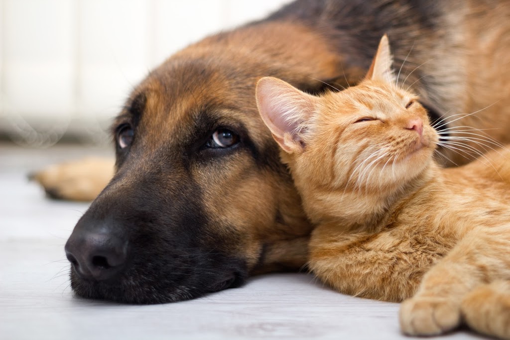 Breslau Animal Hospital | 2057 Victoria St N #3, Breslau, ON N0B 1M0, Canada | Phone: (519) 648-9738