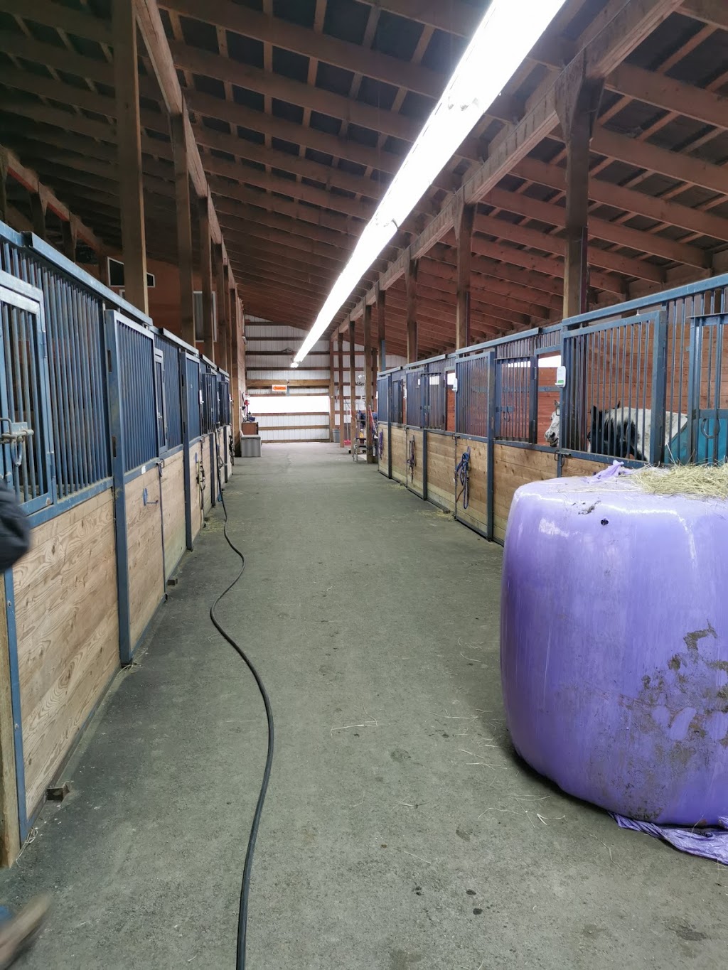 Laughing Stock Ranch | 24555 32 Ave, Langley City, BC V2Z 2J5, Canada | Phone: (604) 720-6484