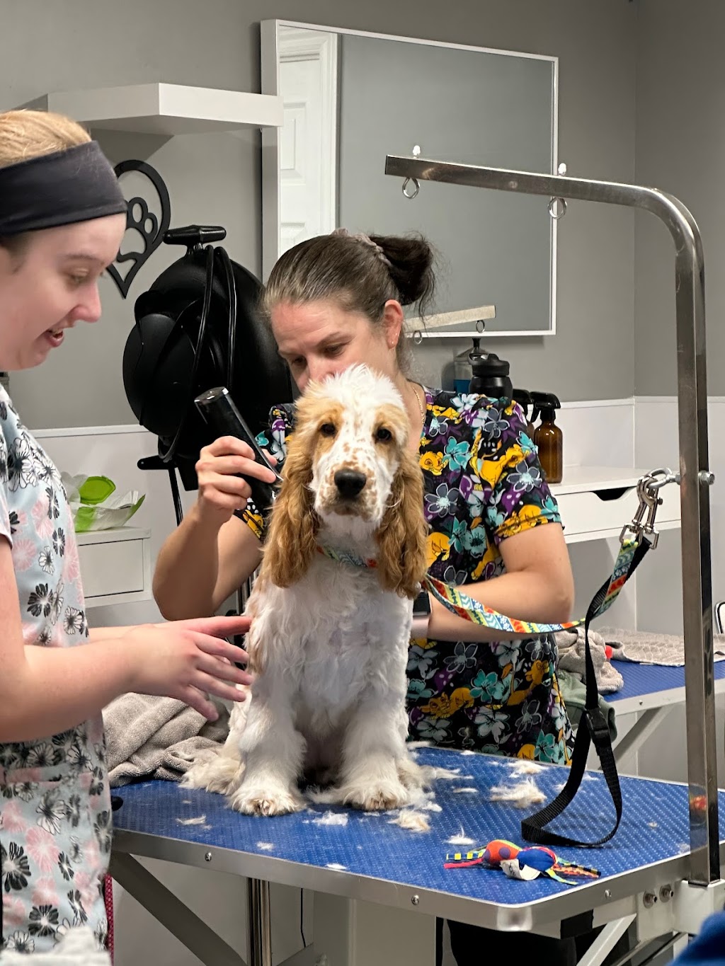 FurEver Young Pet Grooming 53 Confederation Dr, Kitchener, ON N2B 2X6, Canada