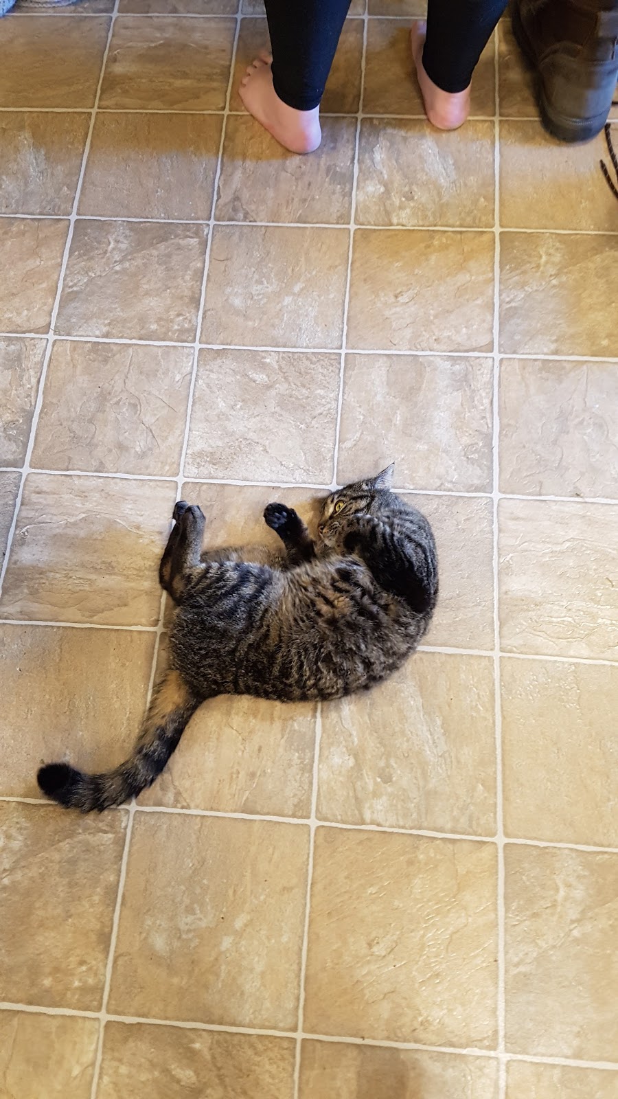 Bosleys by Pet Valu | 26310 Fraser Hwy #250, Aldergrove, BC V4W 2Z7, Canada | Phone: (604) 607-6621